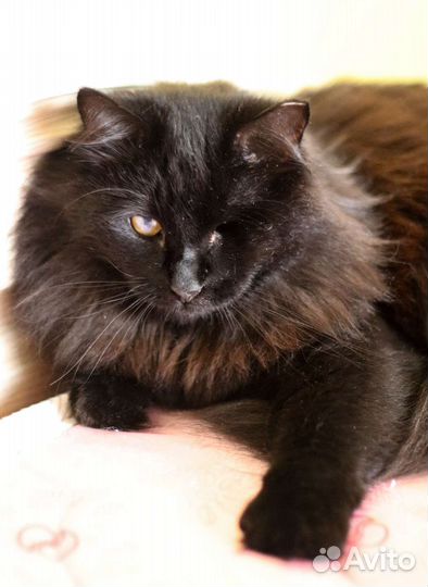 Кошки в добрые руки