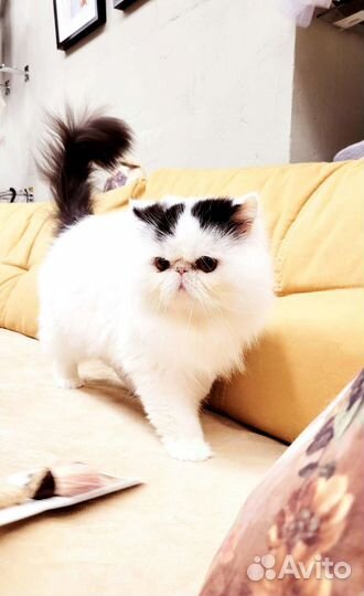 Персидский кот