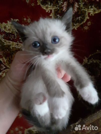 Симыны дети