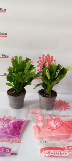 Шерцера, хамедорея