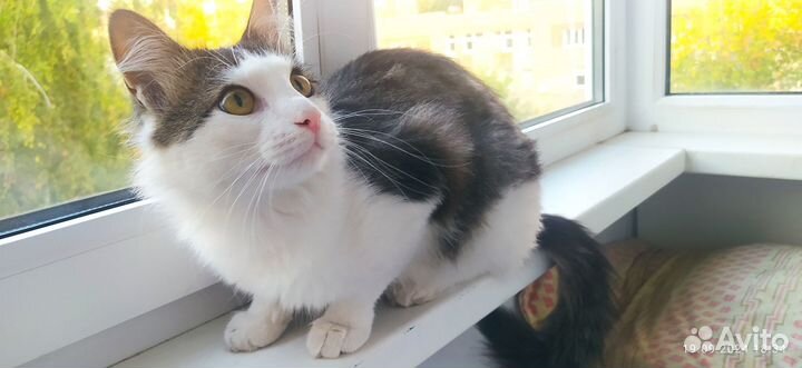 Домашний добрый кот