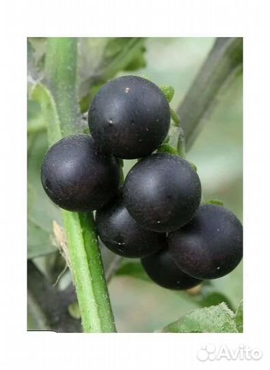 Паслён шершавый