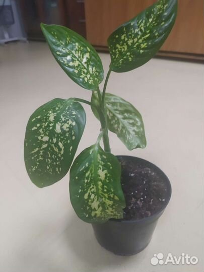 Диффенбахия