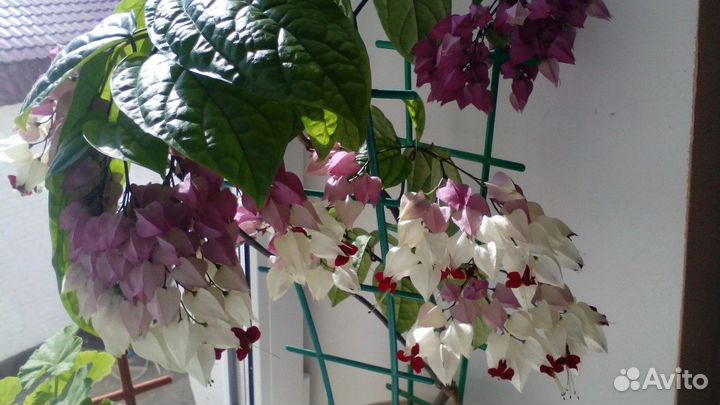 Клеродендрум Томсона