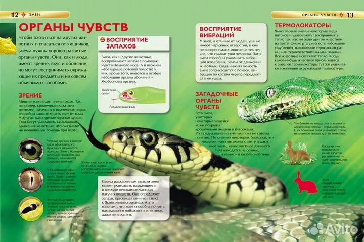 Змеи. Детская энциклопедия. Джонатан Шейх