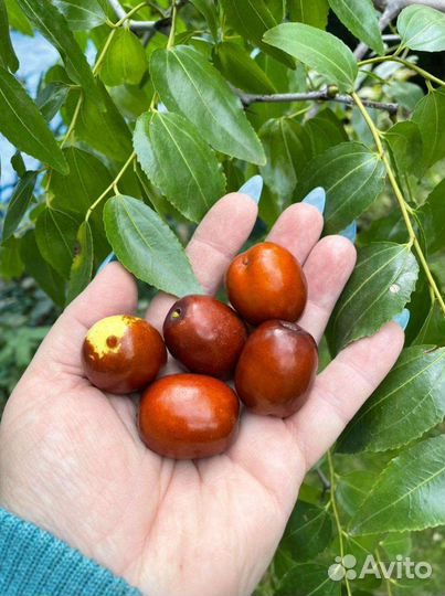 Зизифус (унаби) финик плоды