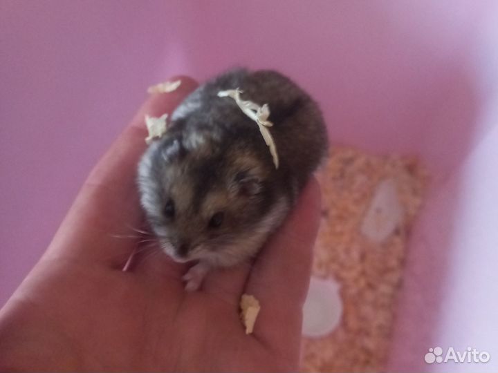 Джунгарский хомяк