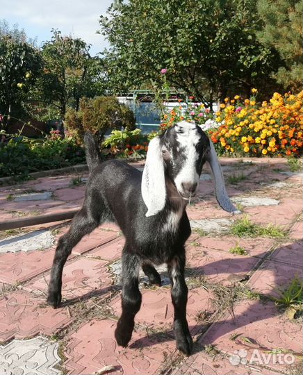 Козочки англо-нубийские