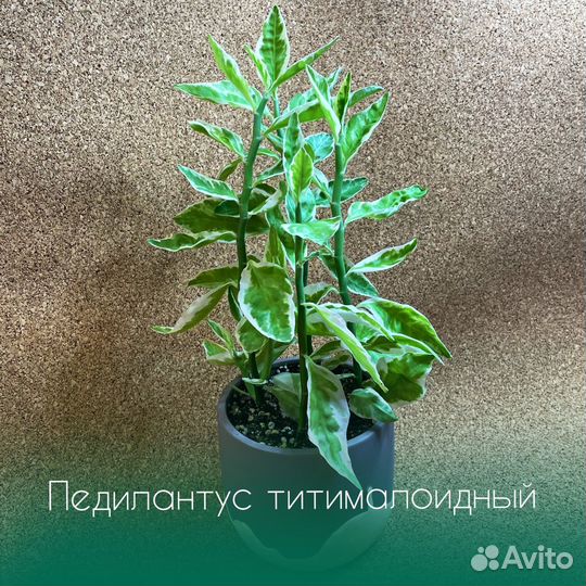 Педилантус титималоидный