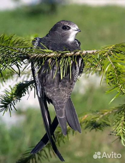 Мучник, корм для стрижа и других
