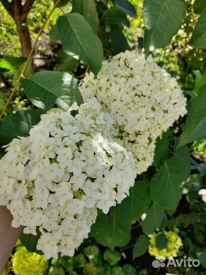 Гортензия Анабель