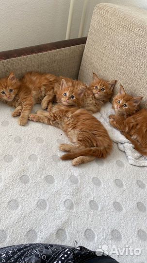 Котята мейн-кун