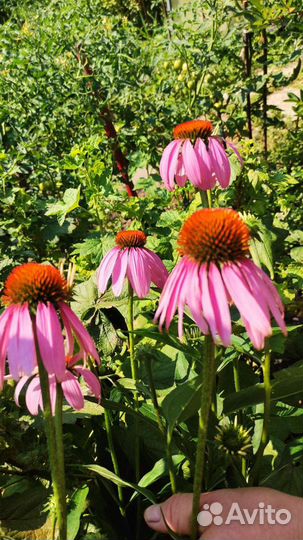 Многолетние