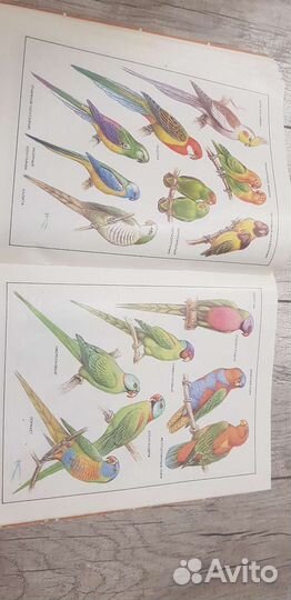 Наши питомцы