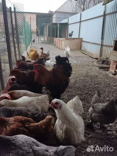 Инкубационные яйца