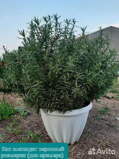 Розмарин - ароматная приправа на подоконнике