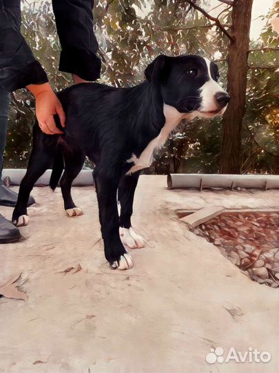 Наимилейший щенок Девочка ищет дом