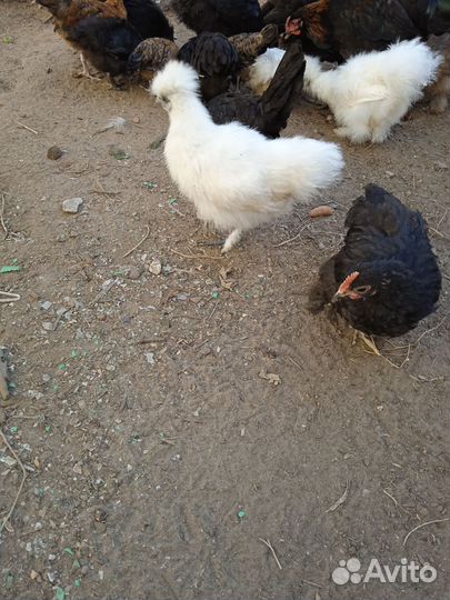 Породистые цыплята