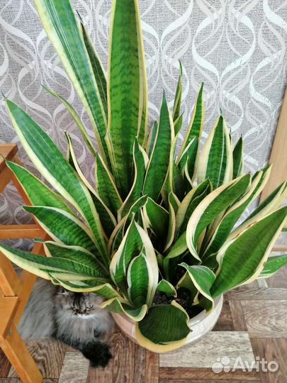 Сансевиерия
