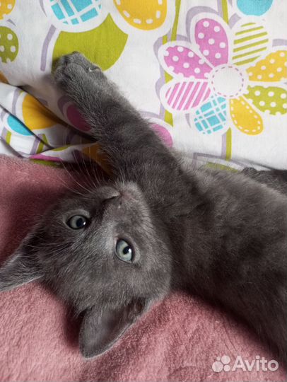 Котёнок мальчик