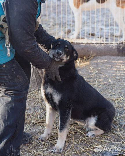 Собака в добрые руки