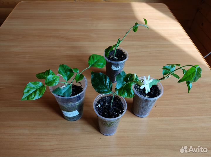 Жасмин самбак