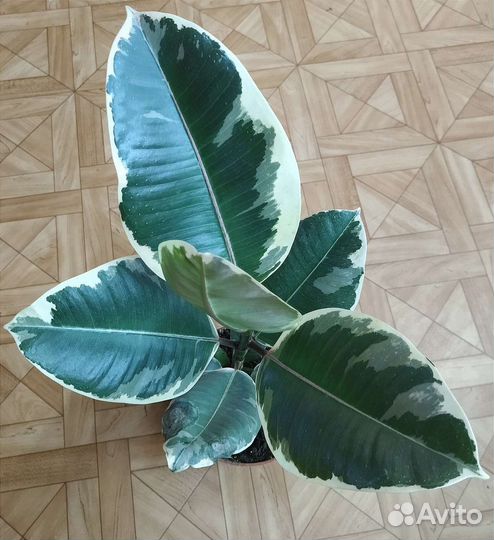 Фикус Эластика Тинеке / Ficus Elastica Tineke