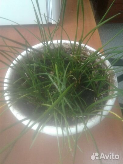 Зефирантес белый