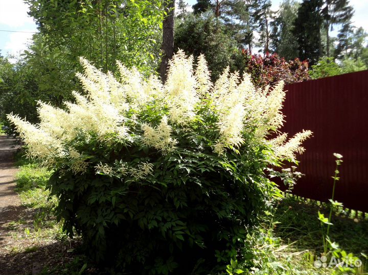 Саженцы рябинника рябинолистного