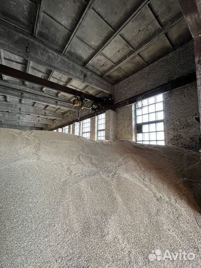 Зерно ячмень