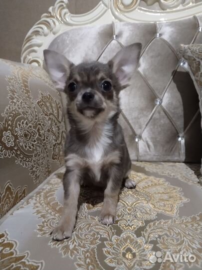 Голубой триколор чихомальчик