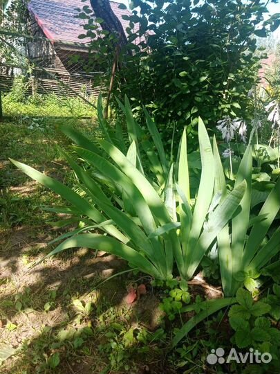 Ирисы фиолетовые