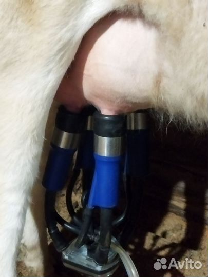 Телка стельная