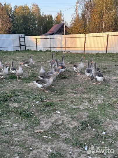 Гуси,кролики,утки