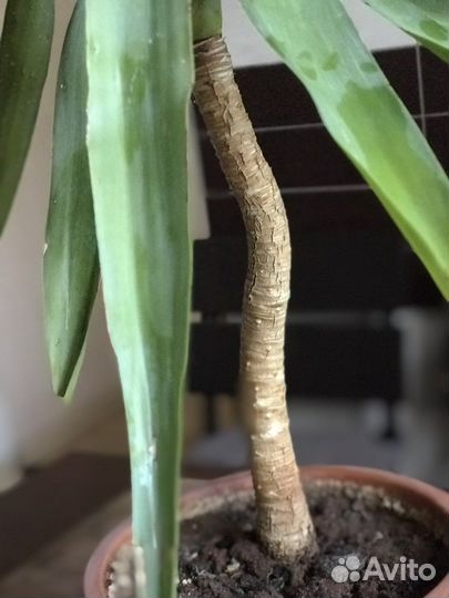 Юкка пальма