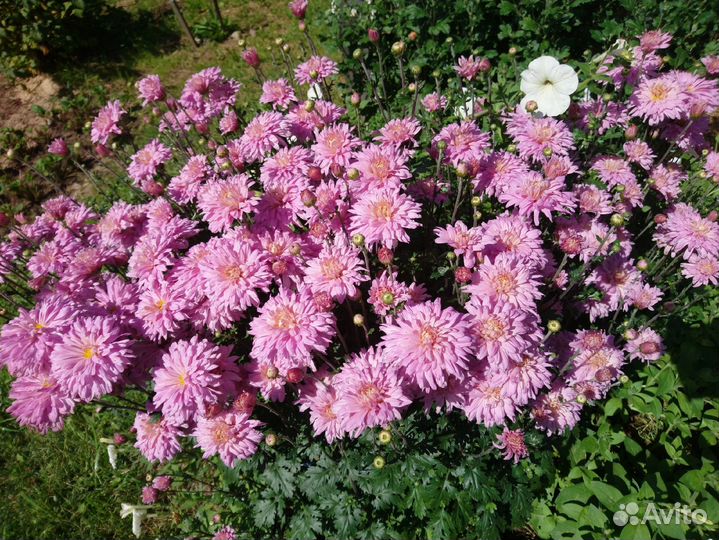 Хризантема садовая