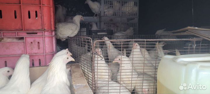 Куры,молодки несушки