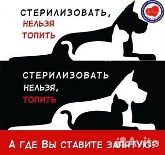 Стерилизация кошек на дому