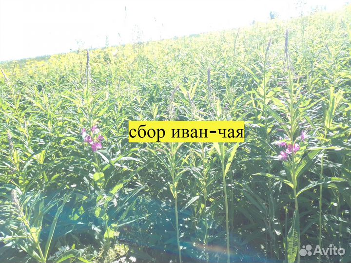 Иван-чай с чагой, 200гр, лимитированная серия