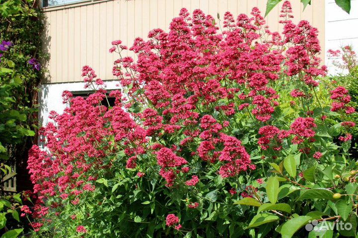 Кентрантус