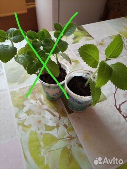 Мята домашняя