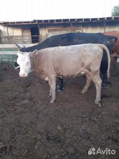 Телки сементалки