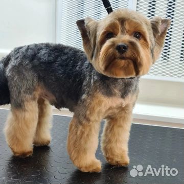 Стрижка собак и кошек