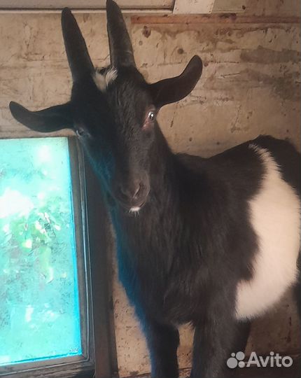 Козёл породистый