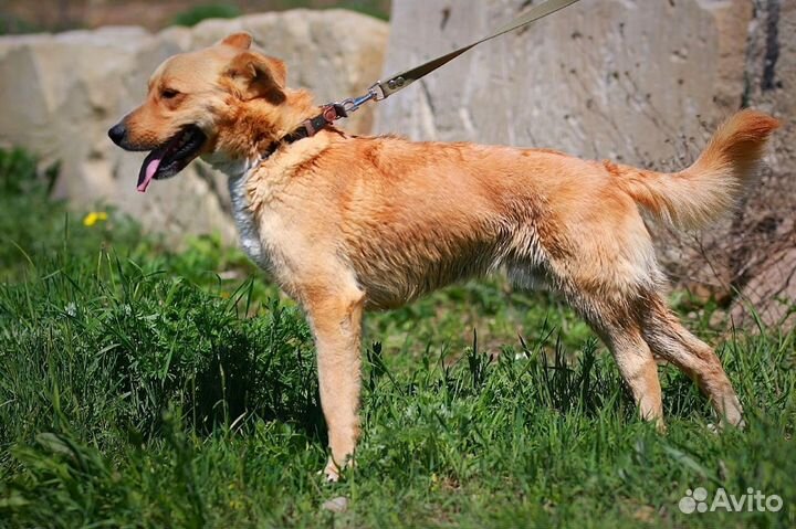 Пёсик Робин ищет дом