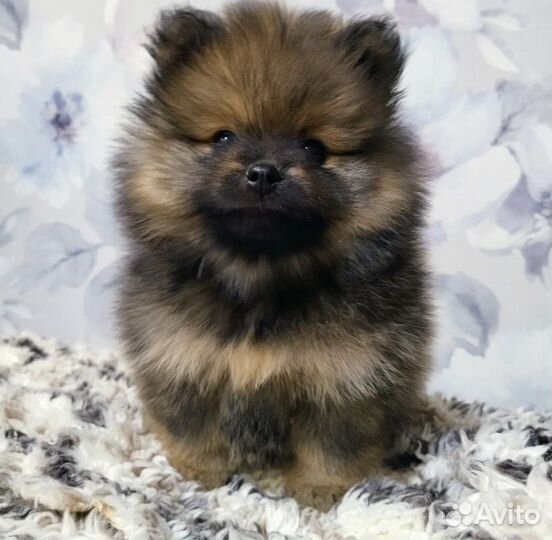 Девочка шпиц для вязки