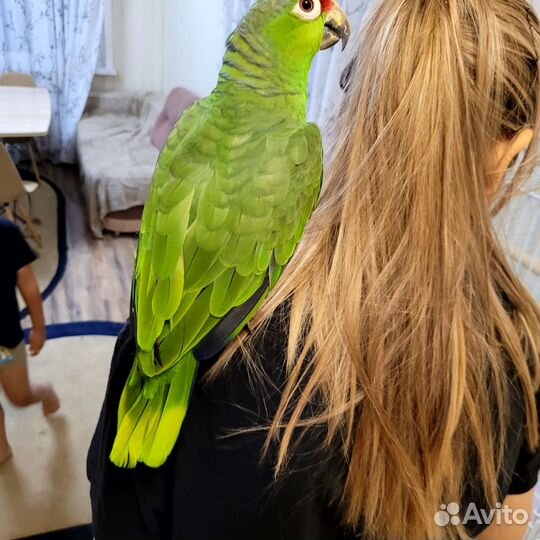 Амазон краснолобый с клеткой