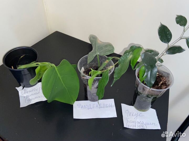 Комнатные растения, цветы