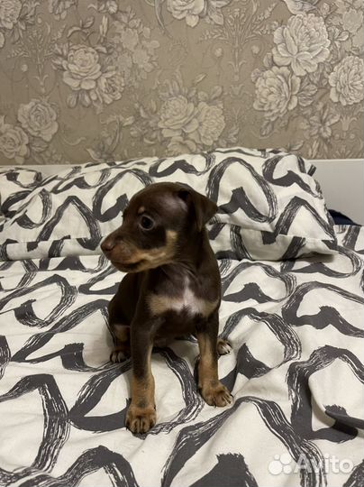 Той-терьер щенки