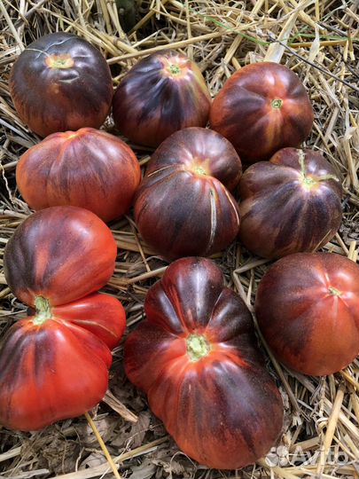 Семена томата сорт Синяя груша